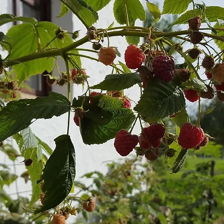 Lesence Major فندق مبيت وإفطار 4*